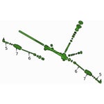 صورة دودة دركسون تحت